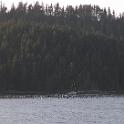 I have no idea what these things are poking out the water.